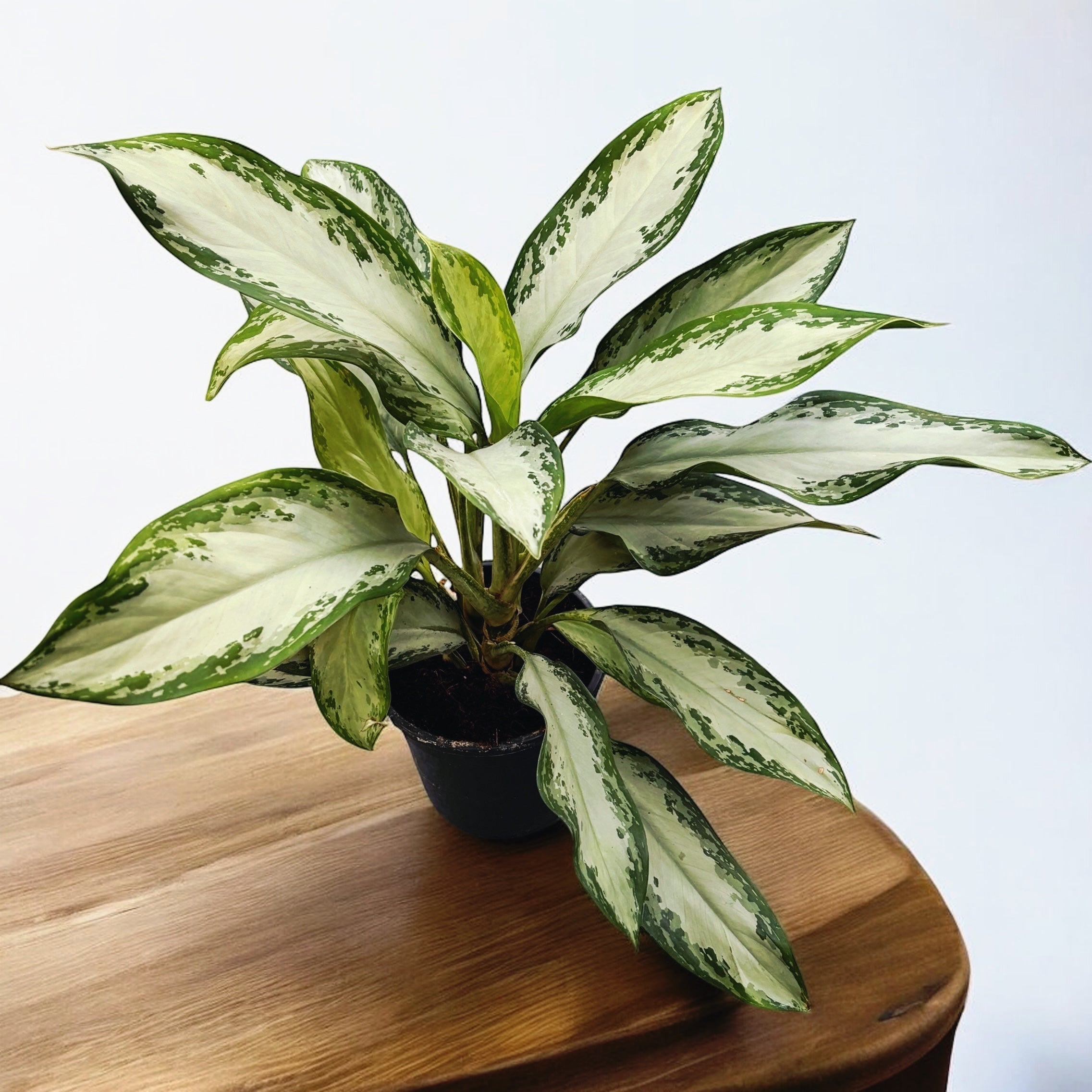 Aglaonema Silver Bay 2pp - exemplare XL