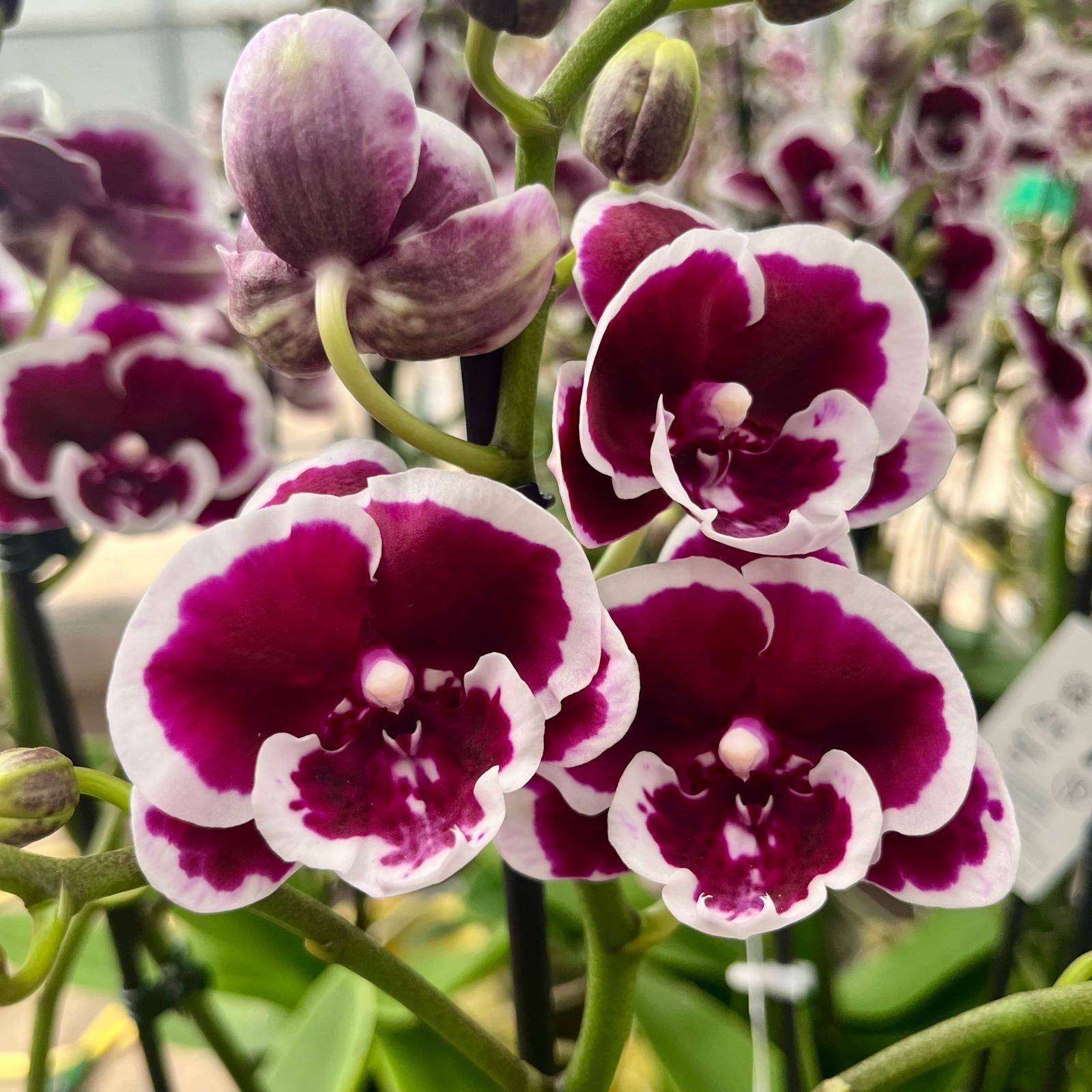 Phalaenopsis Miki Pink Panther - grande labbro