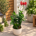 Epidendrum radicans ‘Red Star’ XL
