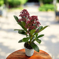 Skimmia Japonica Rubella (Lila japonés) 1pp - flores perfumadas