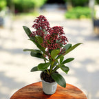 Skimmia Japonica Rubella (Japanski ljiljan) 1pp - mirisno cvijeće