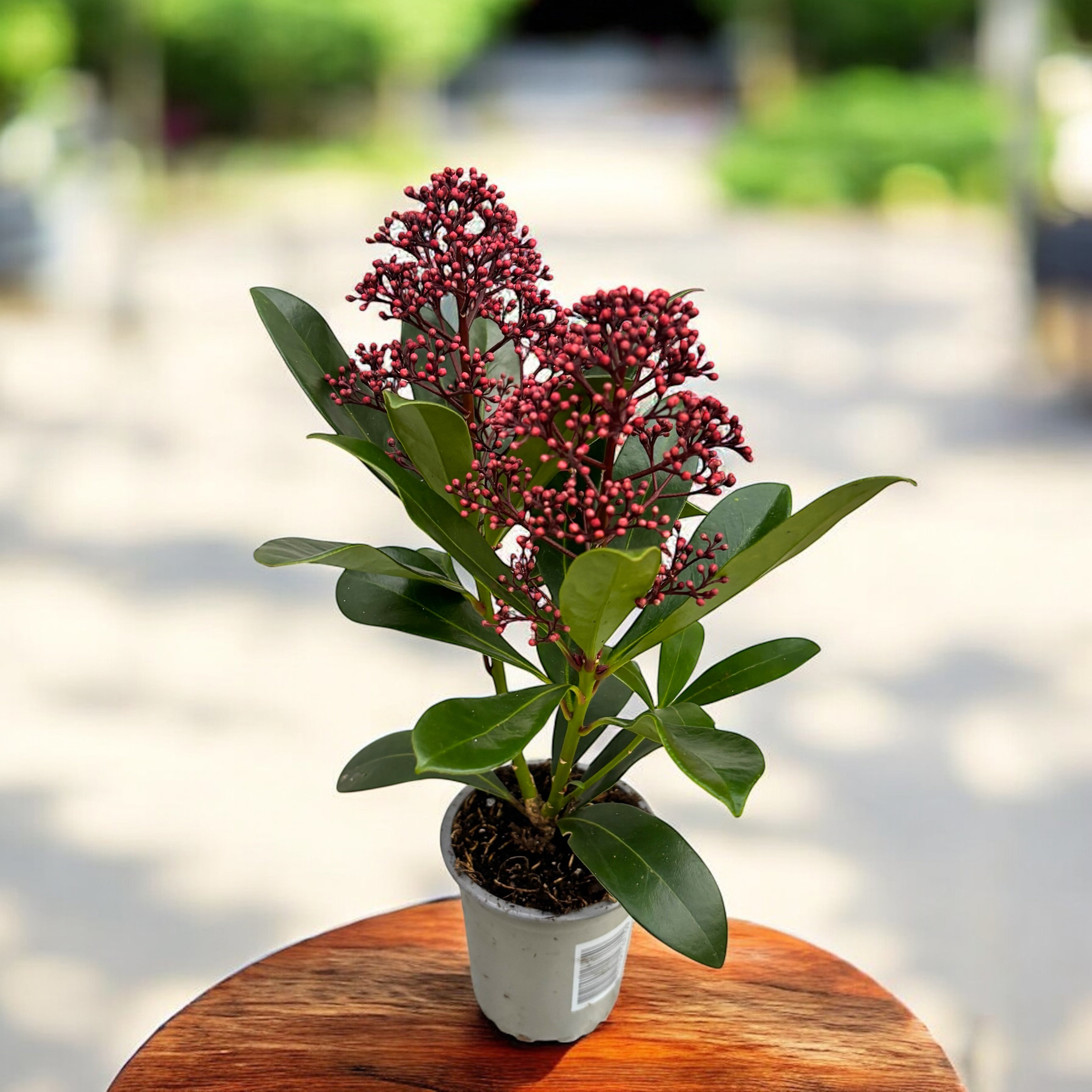 Skimmia Japonica Rubella (Liliacul japonez) D9 - flori parfumate