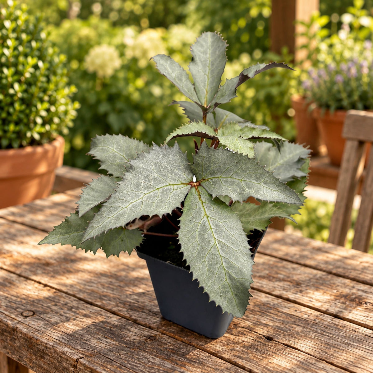 Helleborus sternii ‘Silver Dollar’ (Christmas rose, hellebore)