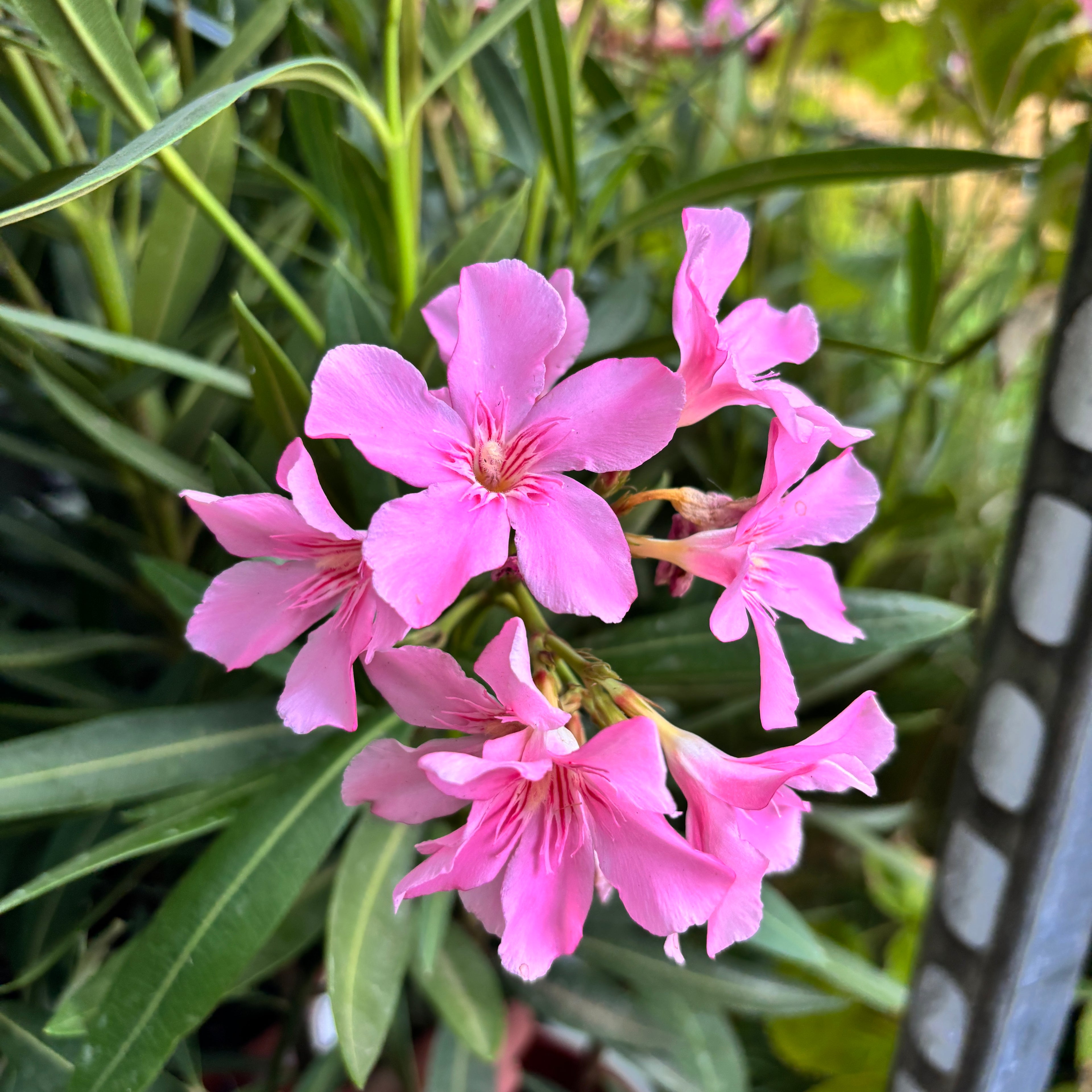 Leandru (Nerium Olander) 2pp - exemplare XL