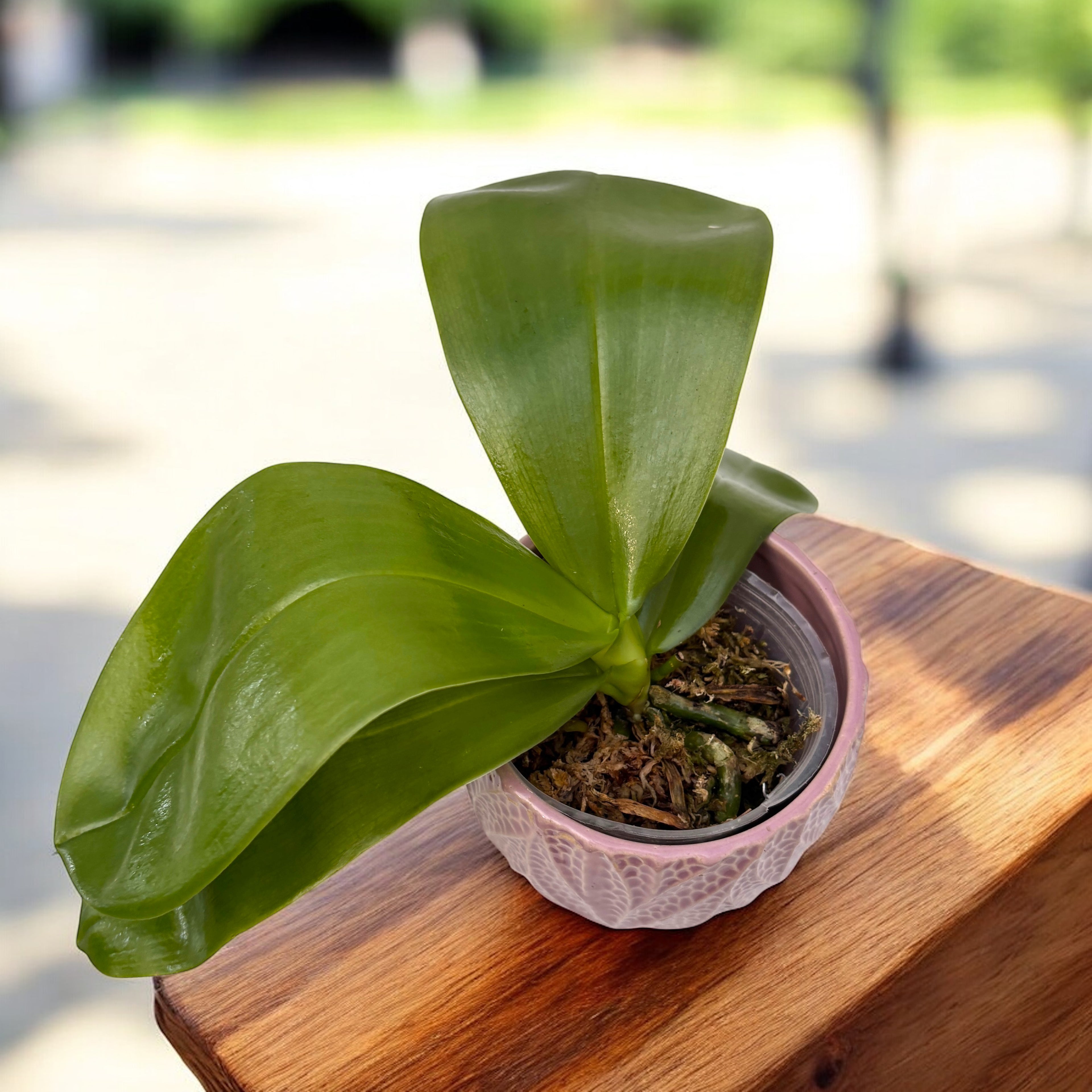 Phalaenopsis Lyndon Mix Zebra '823' *parfumata