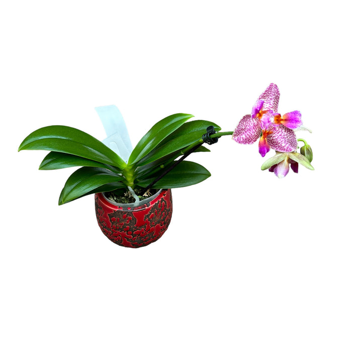 Phalaenopsis Joy Fairy Tale flori parfumate