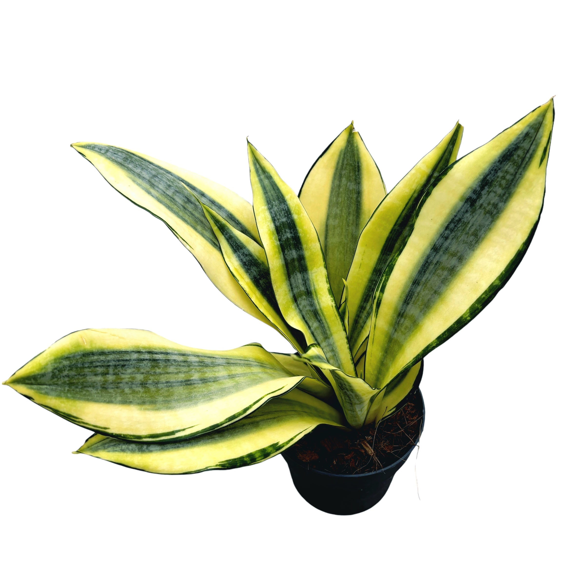sansevieria gold dust Sansevieria 'Gold Dust' – Secret Garden Plant Shop