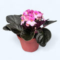Saintpaulia Trendy Pink - violete bicolore