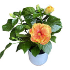 Hibiscus Long Life 'Apollo Double' - trandafir japonez cu flori duble (2-3 plante/ghiveci)
