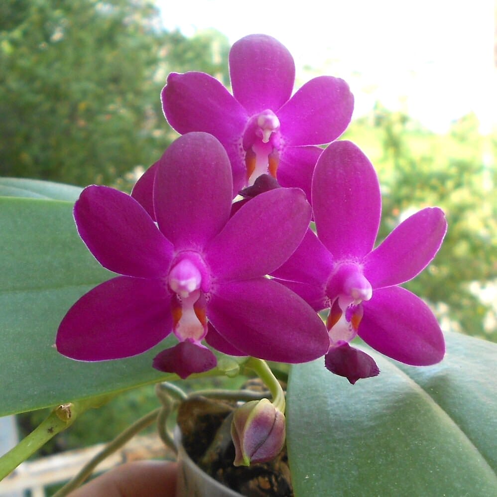 Phalaenopsis Sapphire's Galah (Phal. Purple Martin × Phal. violacea)