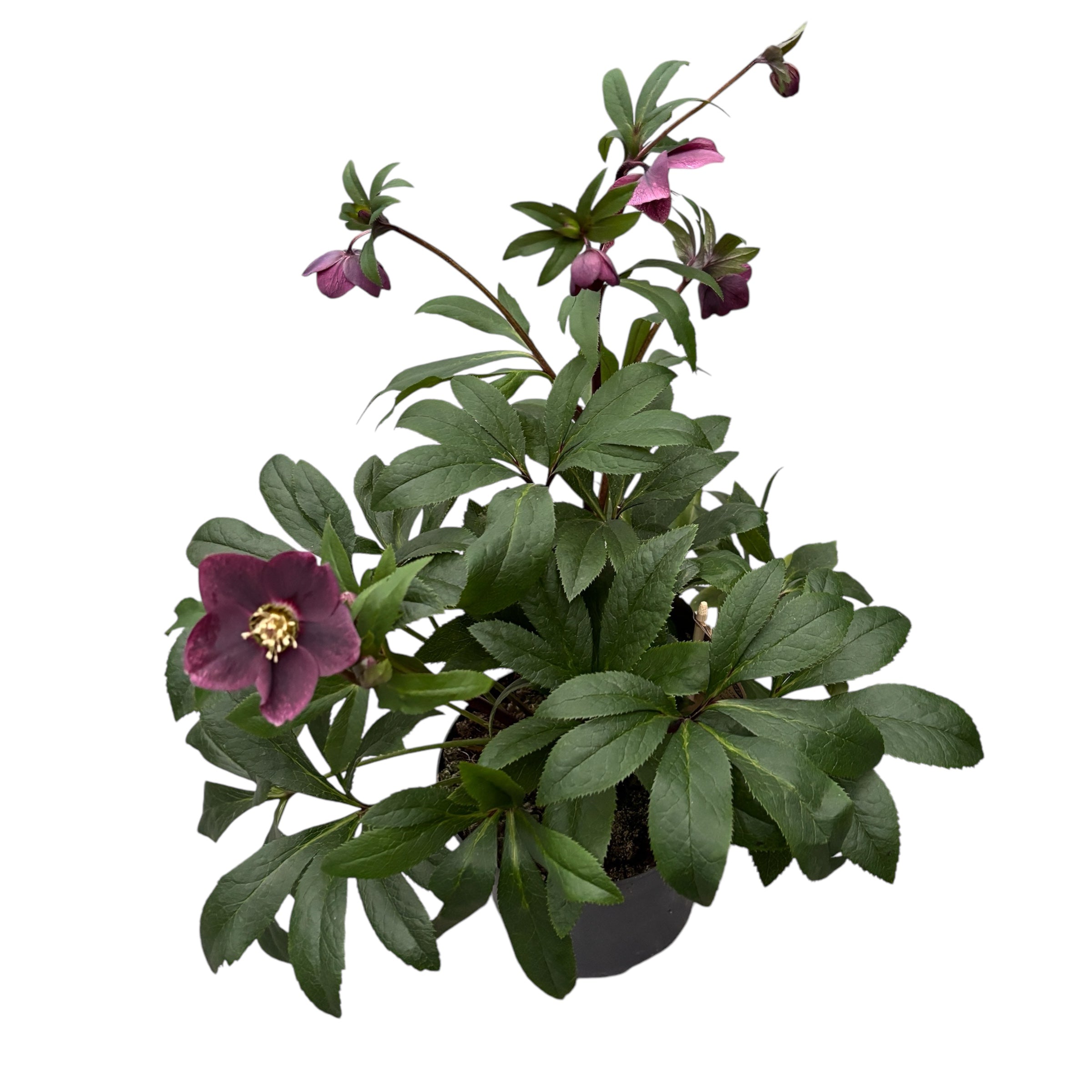 Helleborus orientalis Viv Victoria (Spanz)