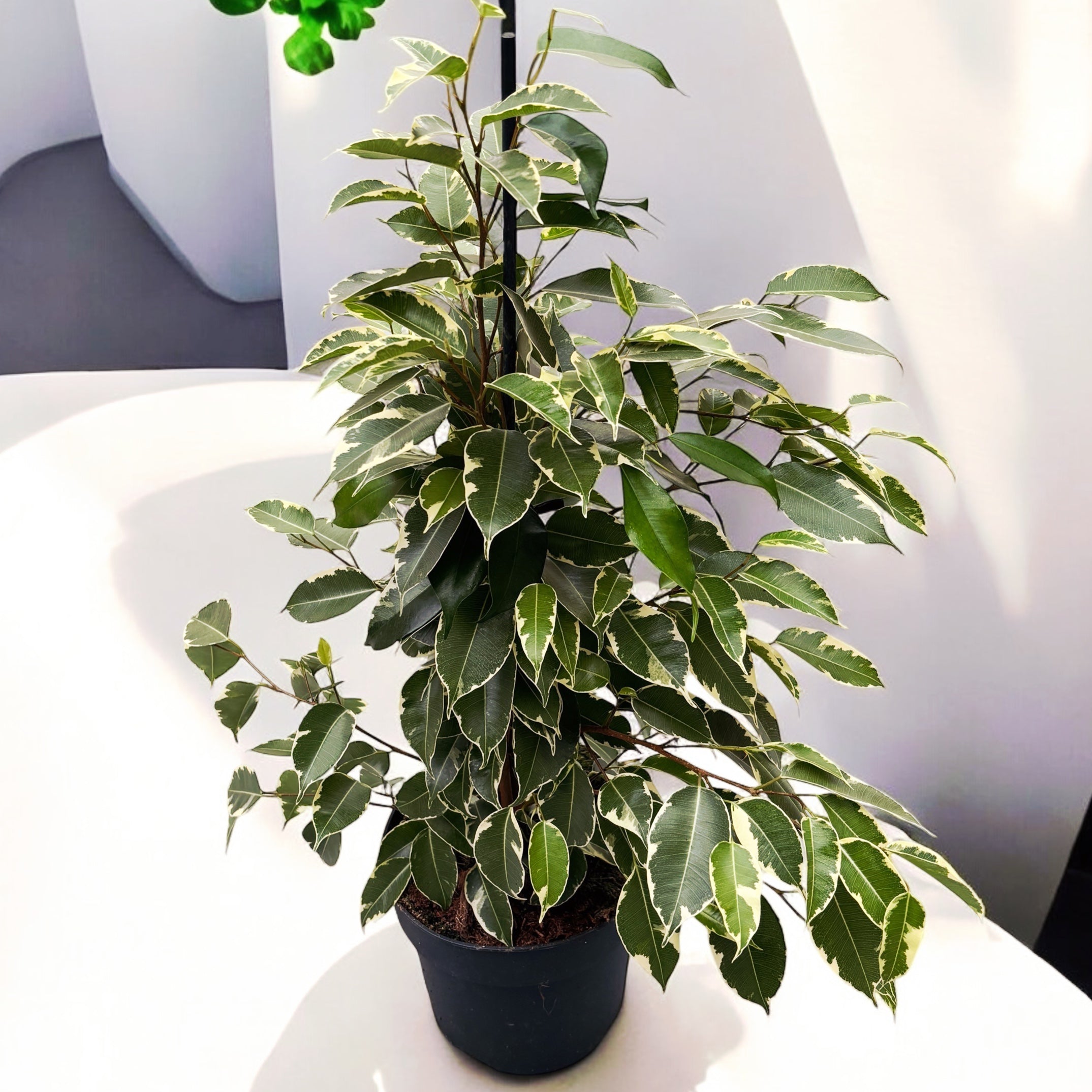 Ficus benjamina 'Golden King' (3 tulpini)