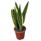 Sansevieria trifasciata 'Laurentii' (limba soacrei)