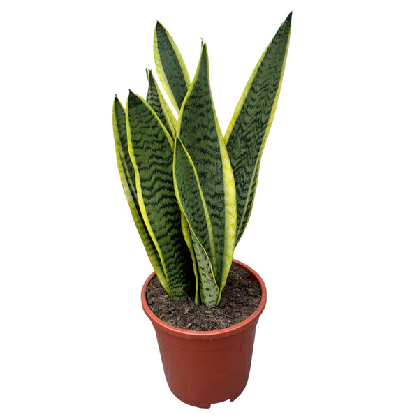 Sansevieria trifasciata 'Laurentii' (limba soacrei)