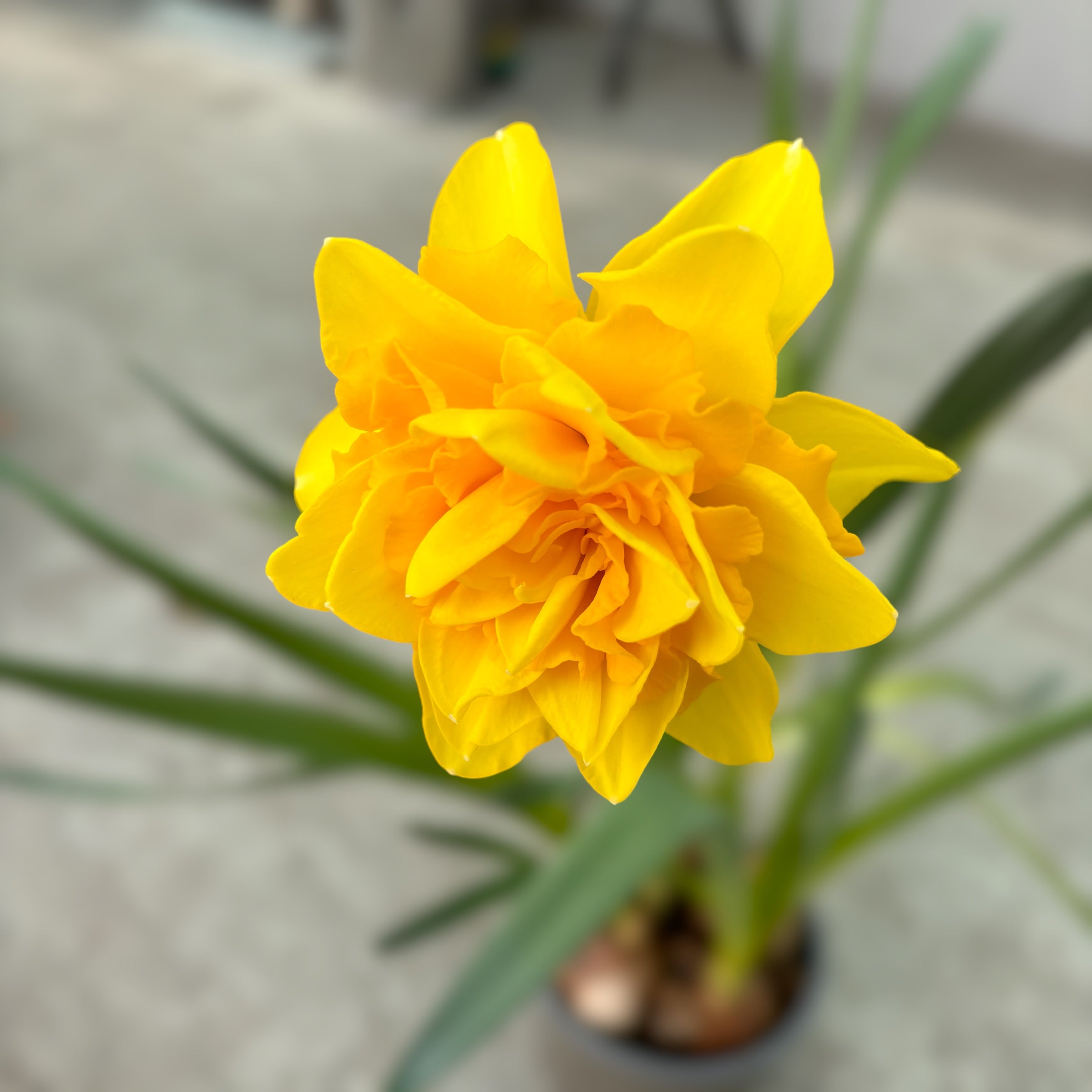 Narcise galbene duble, flori parfumate, XL -  Narcissus 'Sunday Star' (4 bulbi/ghiveci)