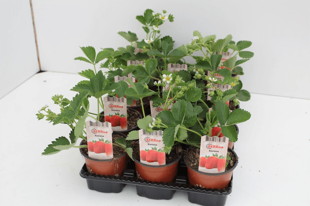 Óriás eprek - Fragaria x ananassa 'Korona'