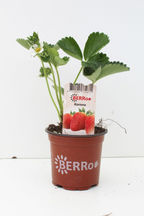 Fragole giganti - Fragaria x ananassa 'Korona'