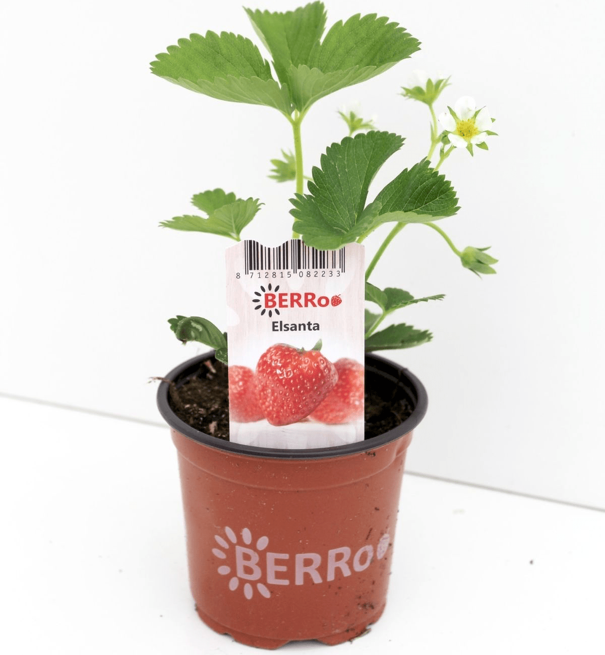 Produktive Erdbeere
