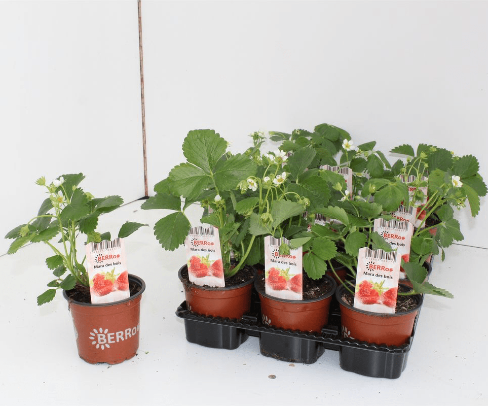 Capsun remontant - Fragaria x ananassa 'Senga Segana' - fructe foarte aromate