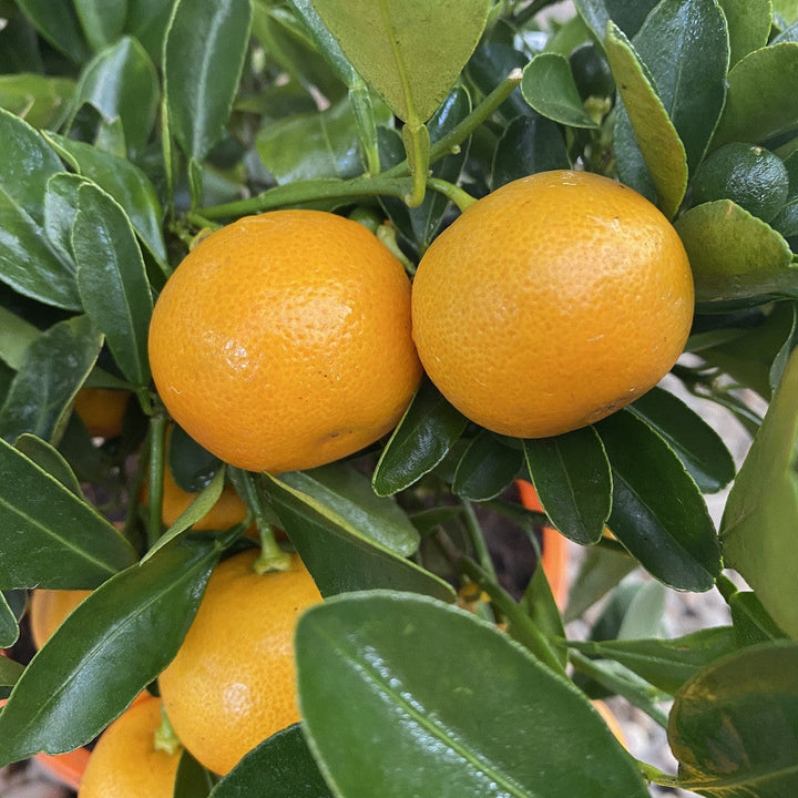 Calamondin Oriana (Citrina)