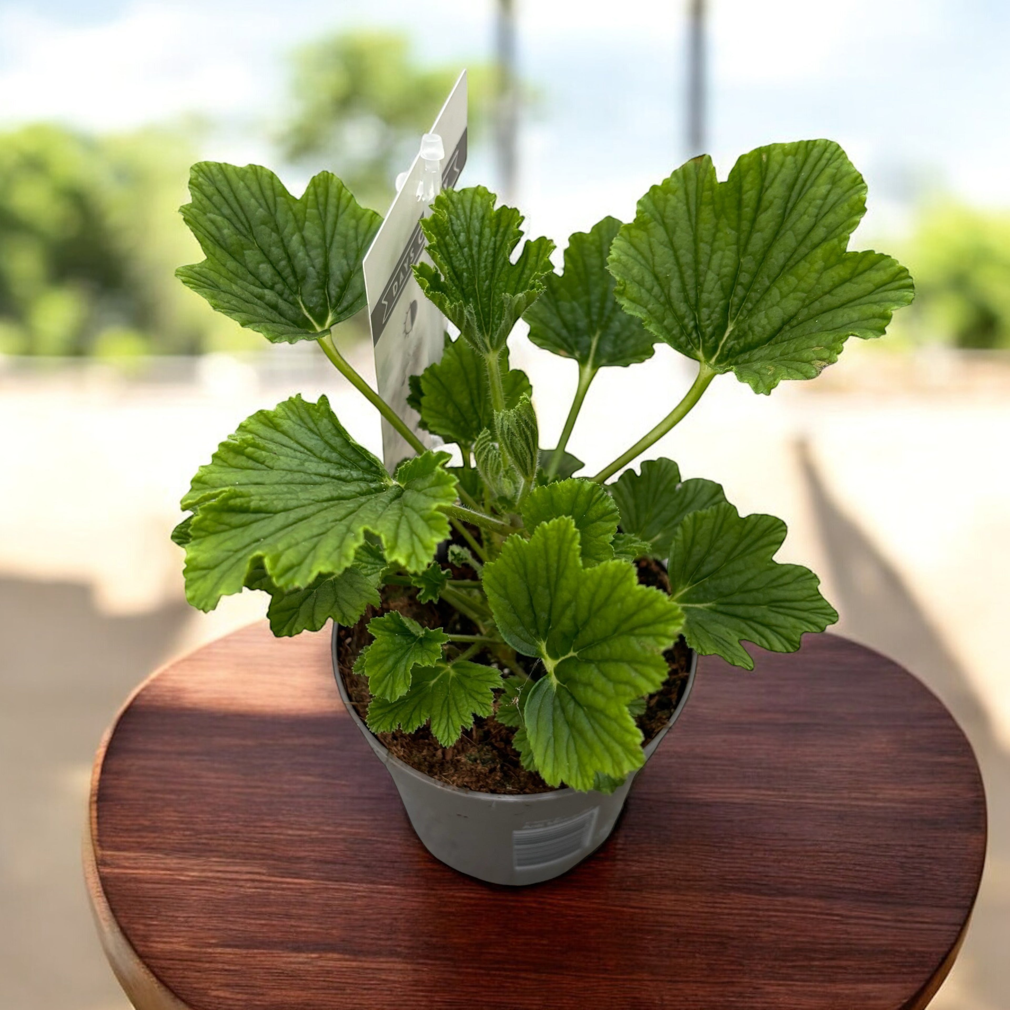 Muscate parfumate antitantari, aroma intensa de portocala - Pelargonium ‘Orange Fizz’