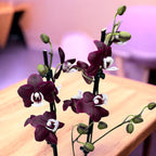 Phalaenopsis Kaoda Twinkle 'Chocolate Drop' (Black Widow) - profumata (Paesi Bassi)