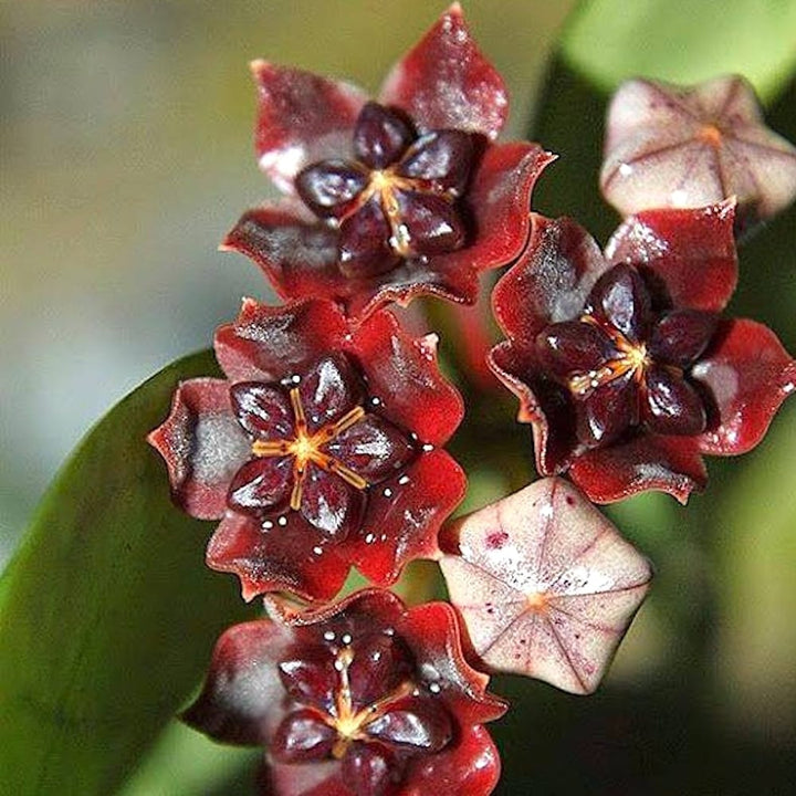 Hoya lobbii 'Black' 