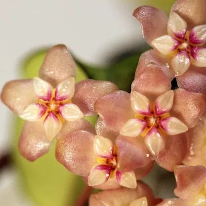 Hoya hainanensis (DaNang Vietnam)