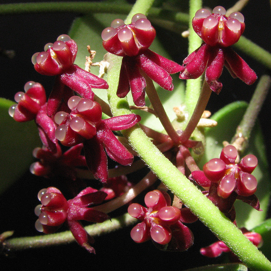 Hoya carmelae