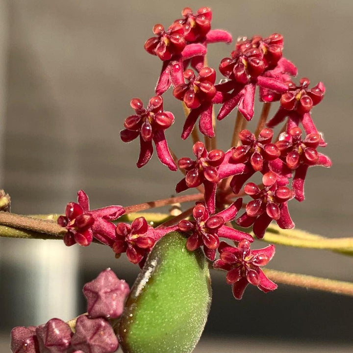 Hoya carmelae