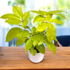 Schefflera amate 'Golden' - umbrella tree with green-golden foliage