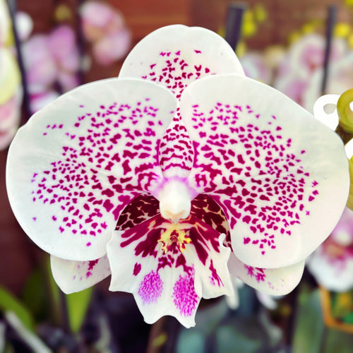 Phalaenopsis Bounty grote lip
