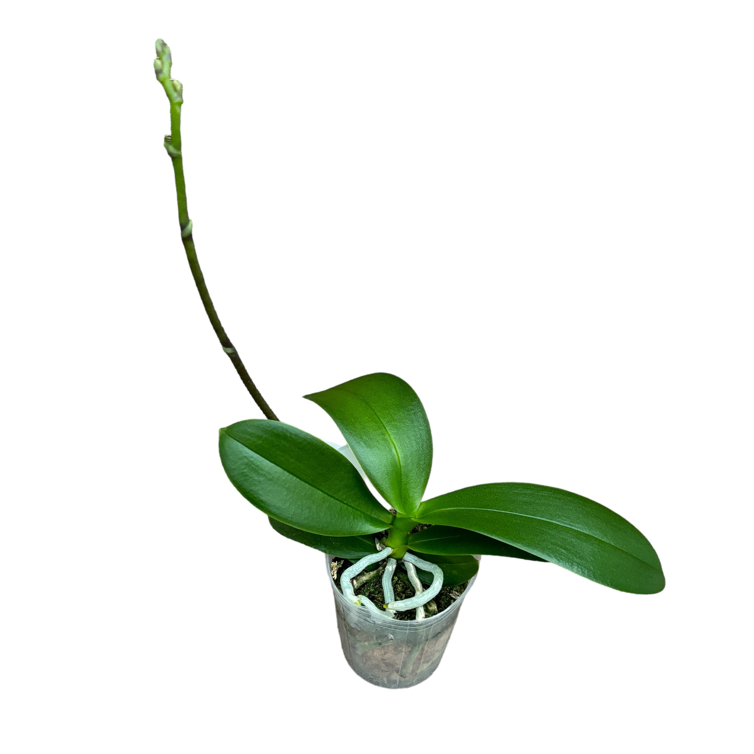 Phalaenopsis Miki Violet Butterfly