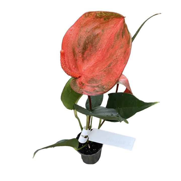 Anthurium Scherzerianum Amarossi