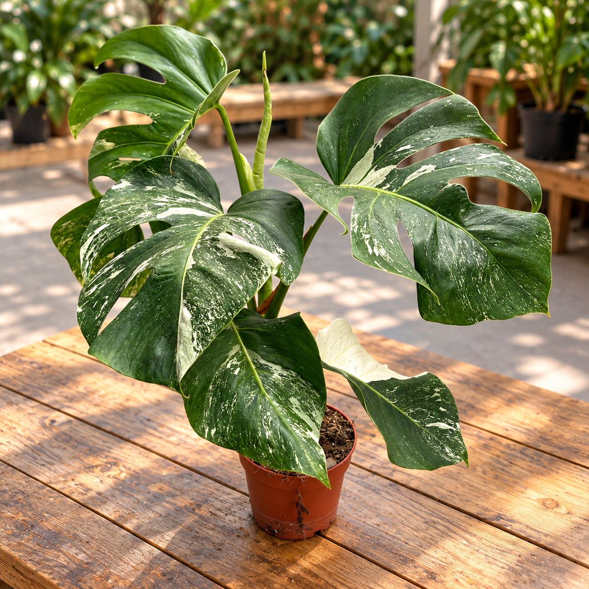 Monstera deliciosa 'Variegata' D15 - δείγματα XL