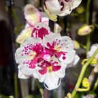 Phalaenopsis Untold Stories grande labbro pelorica