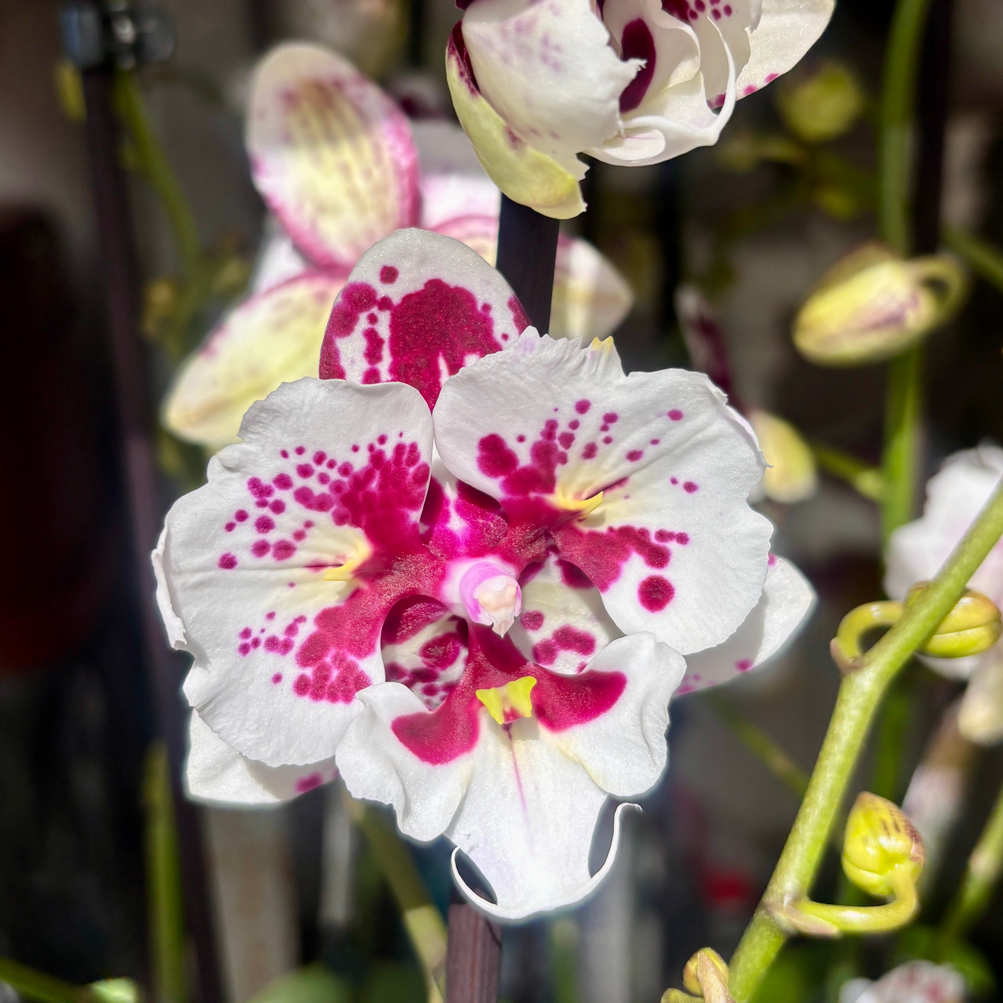 Phalaenopsis Untold Stories big lip peloric