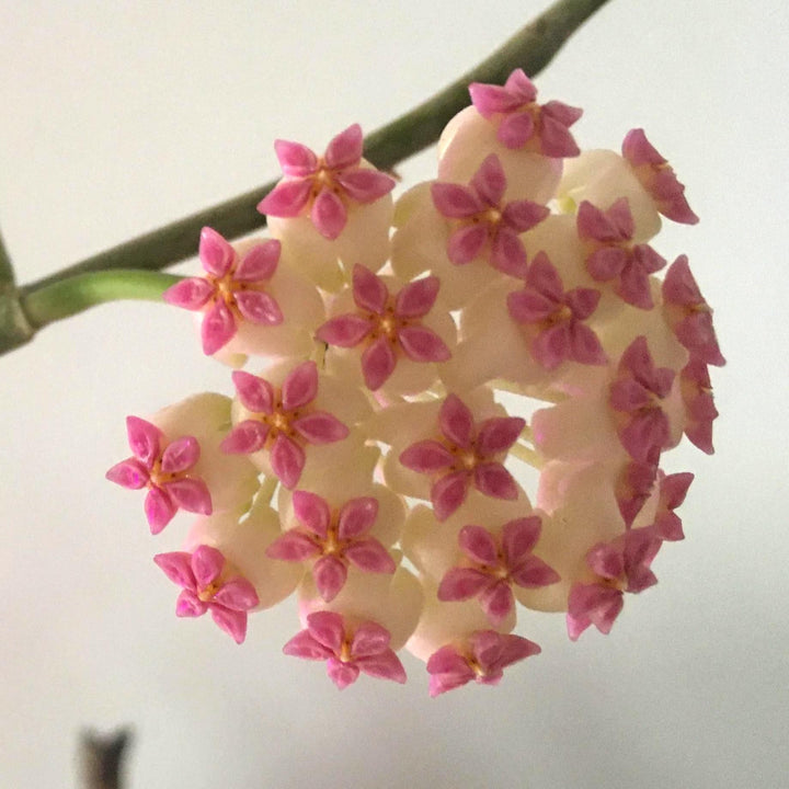 Hoya 'Incensis' (Hoya cv. patcharawalai 023)