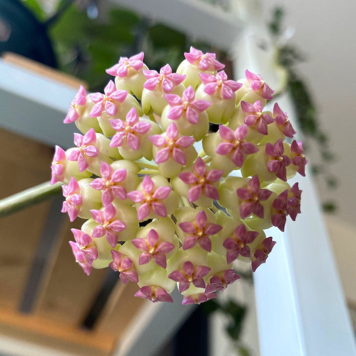 Hoya 'Incensis' (Hoya cv. patcharawalai 023)