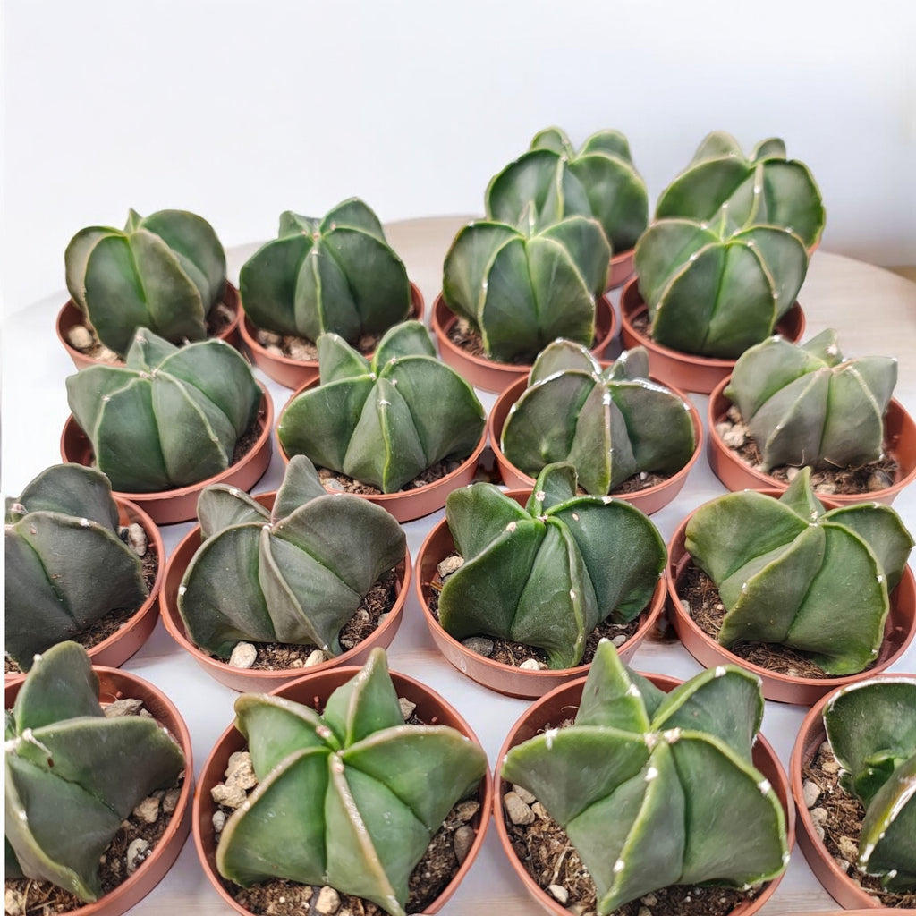 Astrophytum myriostigma var. nudum - simetría perfecta y elegancia sin espinas