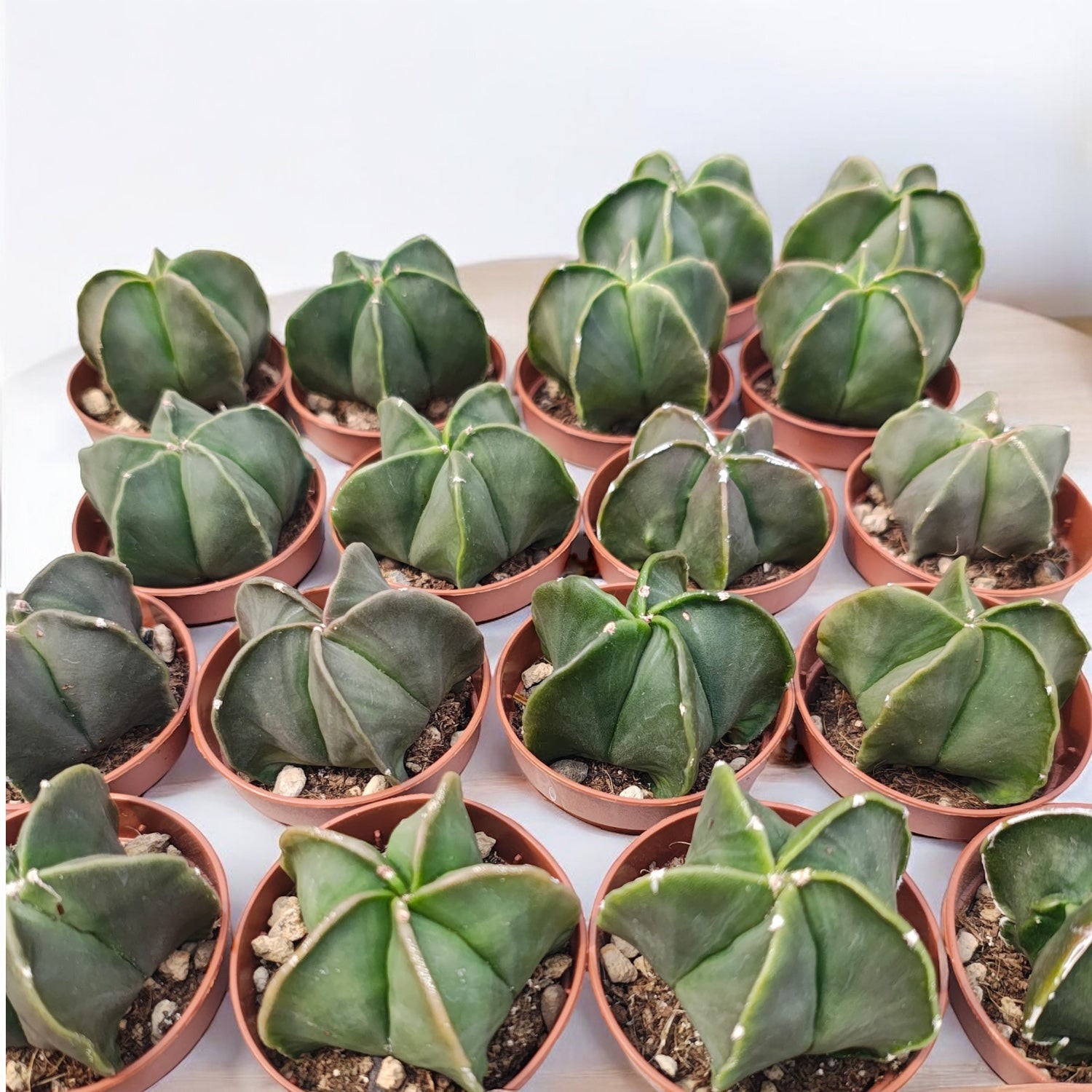 Astrophytum myriostigma var. nudum - simetrie perfecta si eleganta fara spini