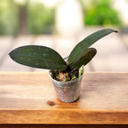 Phalaenopsis stuartiana var. nobilis 'Xiuya'