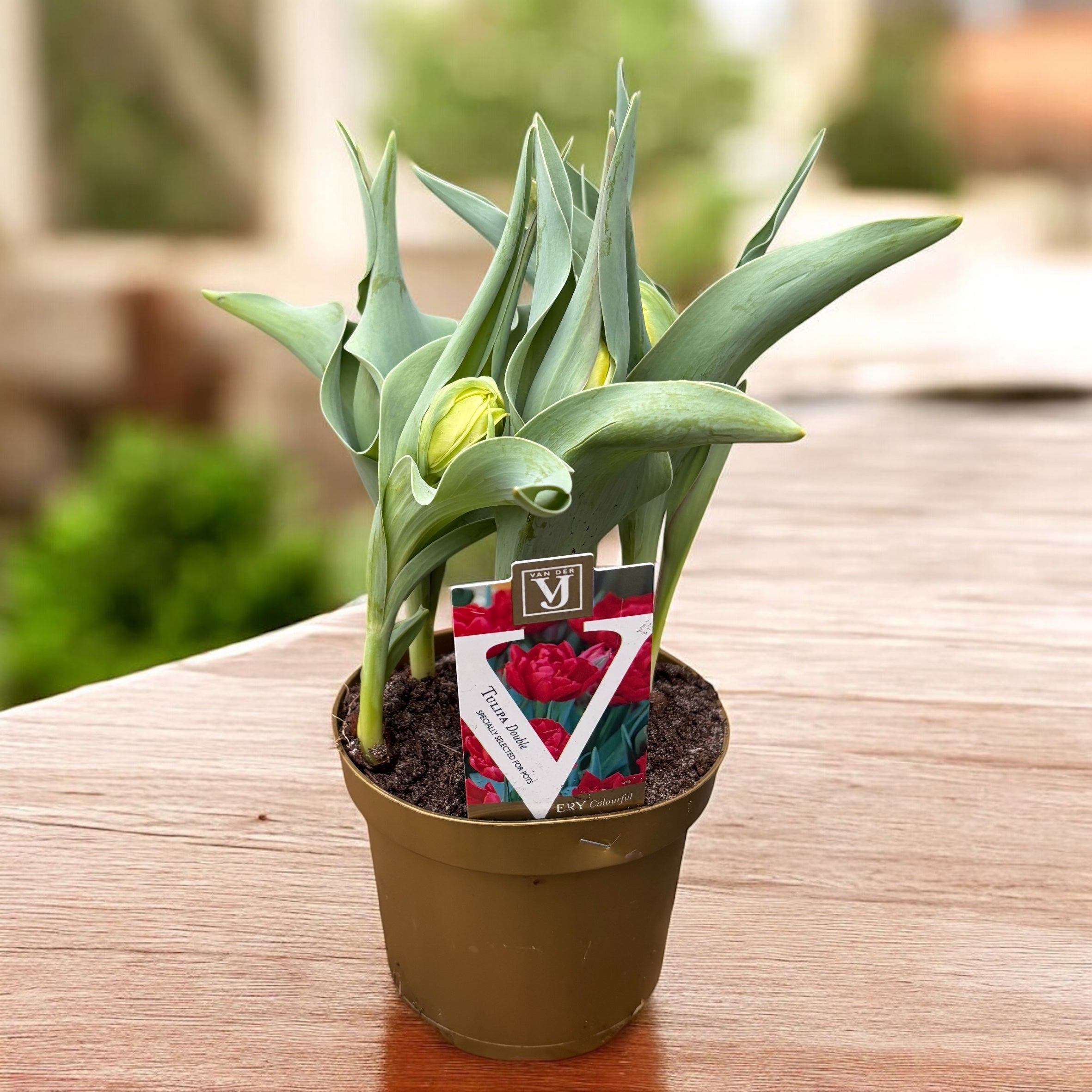 Bulbos de tulipán con flores dobles en maceta (Tulipa Abba)