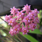 Hoya latifolia sp. ‘Sarawak’