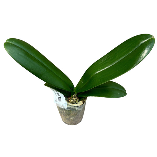 Phalaenopsis OX Luna Rosa '3066'