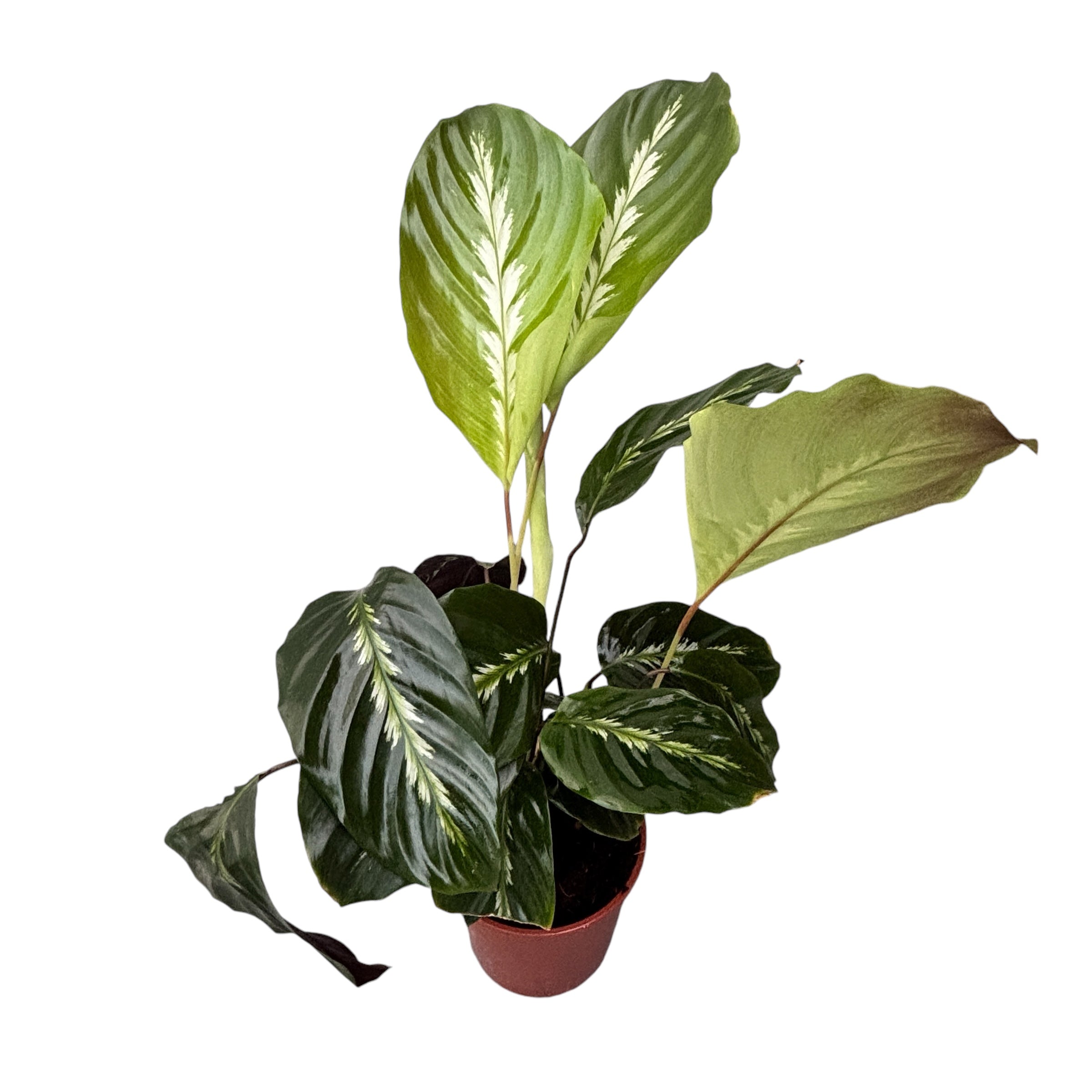 Calathea ‘Maui Queen’- purifica aerul