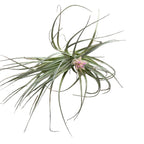 Tillandsia ‘Cotton Candy’ – spectaculaire luchtplant met roze-lavendel bloeiwijze