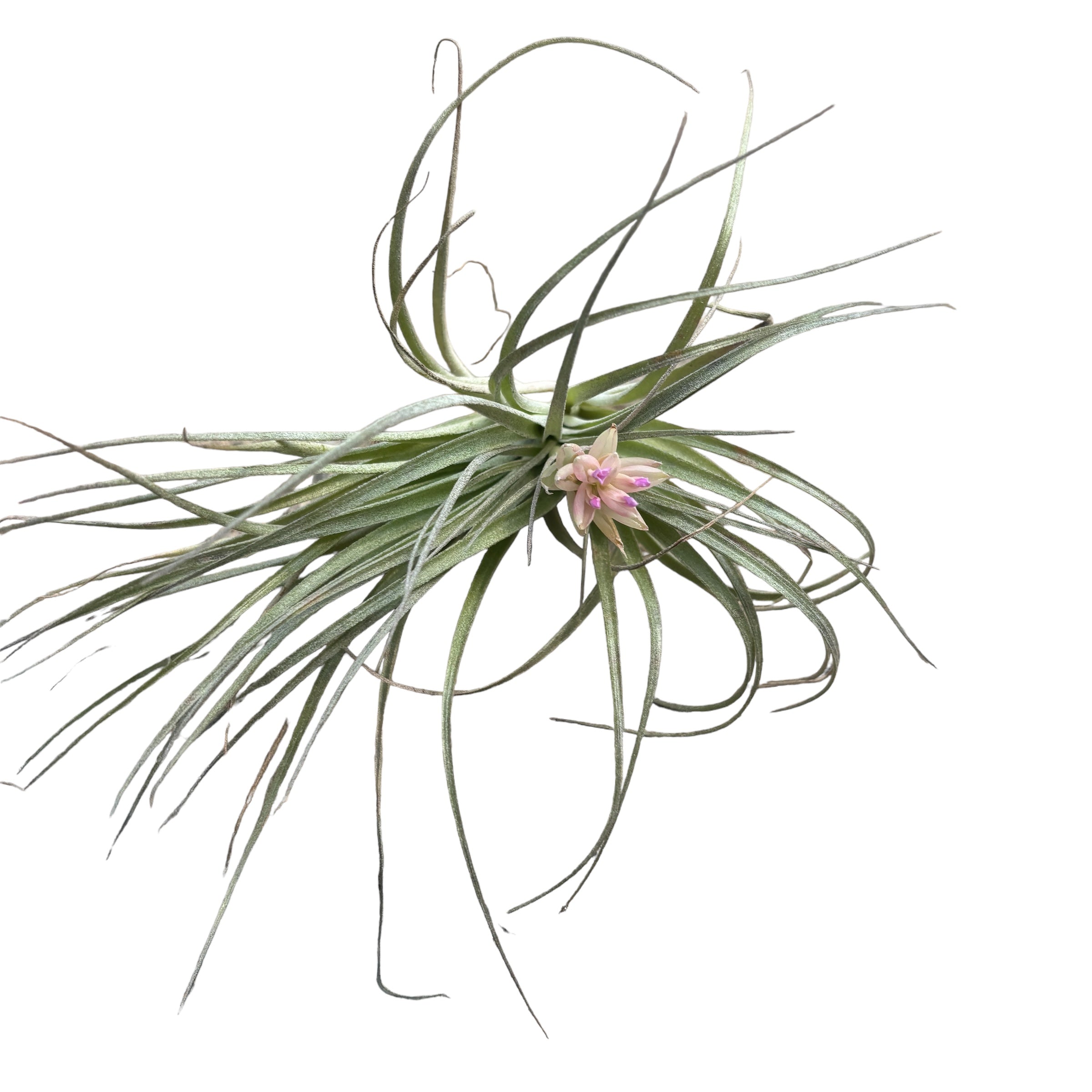 Tillandsia ‘Cotton Candy’ – planta aeriana spectaculoasa cu inflorescenta roz-lavanda