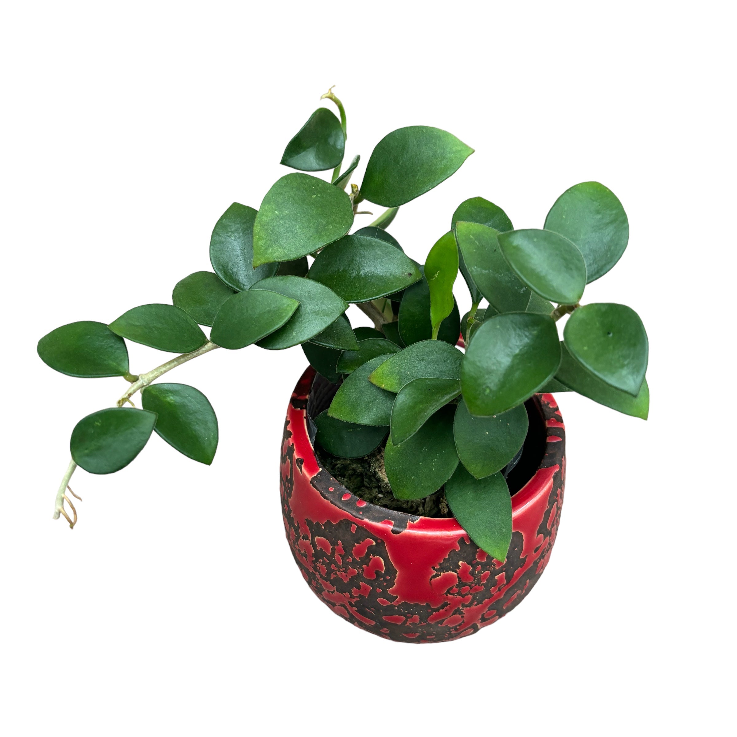 Hoya nummularioides (flori parfumate) - exemplare dezvoltate