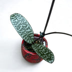 Phalaenopsis schilleriana 'Pink Butterfly' AM/AOS